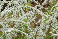 White Spiraea alpine spring flower blossoming