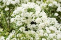 White spiraea blossom Royalty Free Stock Photo