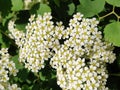 White spiraea