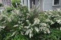 White spiraea bush blooming in spring