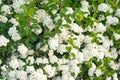 White Spiraea cantoniensis, spring flowers. Royalty Free Stock Photo