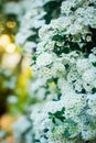 White Spiraea Royalty Free Stock Photo