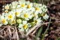 White Spiraea (Meadowsweet) flowers early spring Royalty Free Stock Photo