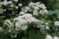 White spiraea meadowsweets bush in bloom Royalty Free Stock Photo