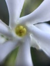 White spiral shaped flowers close