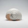 White spiral shell with smooth, glossy texture displayed against a plain background. The shell Royalty Free Stock Photo