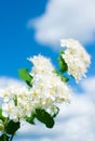 White Spirea