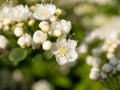 White spirea close up Royalty Free Stock Photo
