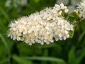 White spirea close up