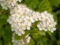 White spirea on a spring day Royalty Free Stock Photo