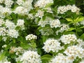 White spirea close up view, floral background Royalty Free Stock Photo