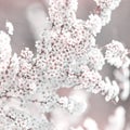 White Spirea flower. Spring landscape