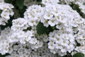 White spirea flowers photo