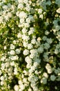 White Spirea