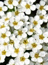 White Spirea shrub flowers closeup