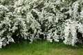 White spirea