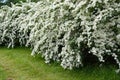 White spirea