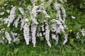 White spirea