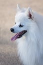 White Spitz Royalty Free Stock Photo