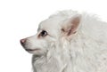 White spitz dog head looking profile left side Royalty Free Stock Photo