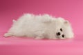 White Spitz Dog Lying on Colored Background Royalty Free Stock Photo