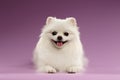 White Spitz Dog Lying on Colored Background Royalty Free Stock Photo