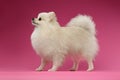 White Spitz Dog Stands on Colored Background Royalty Free Stock Photo