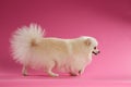 White Spitz Dog Walks on Colored Background Royalty Free Stock Photo