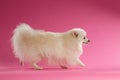 White Spitz Dog Walks on Colored Background Royalty Free Stock Photo