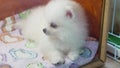 a white Spitz puppy behind glass in a box. sale of pets at the fair.