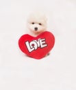 White Spitz puppy with a red toy heart Royalty Free Stock Photo