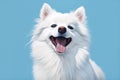 White spitz watercolor portrait painting. Dog puppy illustration. Isolated on blue background. AI Generated Royalty Free Stock Photo