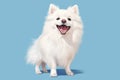 White spitz watercolor portrait painting. Illustrated dog puppy, isolated on blue background. AI Generated Royalty Free Stock Photo