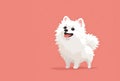 White spitz watercolor portrait painting. Illustrated dog puppy, isolated on pink background Royalty Free Stock Photo