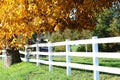 Rail Fence and Autumn Tree Royalty Free Stock Photo