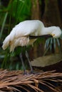 The white spoonbill is preening