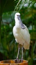 The white spoonbill is standing on a wooden basin