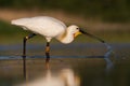 White spoonbill eating fish and drinking water