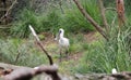 White Spoonbill in the Grass