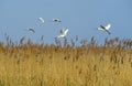 White Spoonbill, platalea leucorodia, Group in Fligh through Swamp