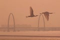 White spoonbills will fly in the qiantang river