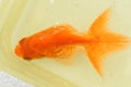 White spot disease in goldfish