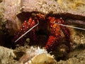 White Spot Hermit Crab - Dardanus megistos Royalty Free Stock Photo