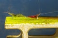 White spot sulawesi dwarf shrimp eat lichen as food near pregnant blue leg shrimp stay on decoration in fresh water aquarium tank