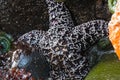 White Spots on Brown Sea Star Royalty Free Stock Photo