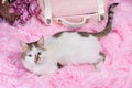 white with spots cat on pink artificial fur with a decorative suitcase and a bouquet of flowers in a wicker basket on a coral Royalty Free Stock Photo