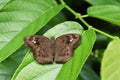 The Common Snow Flat butterfly on green leaf