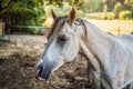 White spotted Arabian horse standing on farm ground, blurred meadow and forest background, closeup detail to animal head Royalty Free Stock Photo