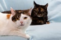 White spotted black cat sofa Royalty Free Stock Photo