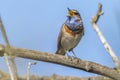 White-spotted bluethroat Luscinia svecica